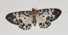 Pogonopygia nigralbata