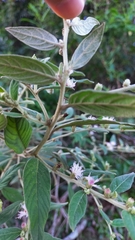 Lepidaploa chamissonis