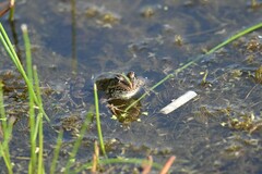 Pelophylax ridibundus