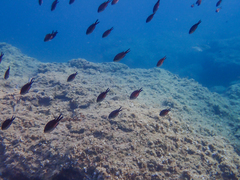 Chromis chromis