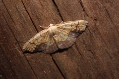 Nematocampa resistaria