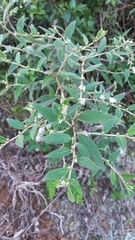 Lepidaploa chamissonis