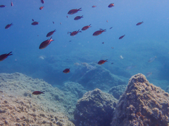 Chromis chromis