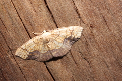 Nematocampa resistaria