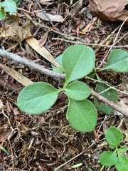 Polygaloides paucifolia