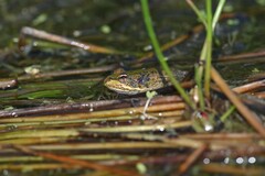 Pelophylax ridibundus
