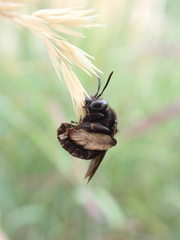 Melissodes bimaculatus