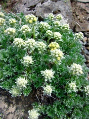 Artemisia glomerata