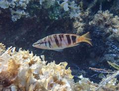 Serranus scriba