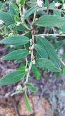 Lepidaploa chamissonis