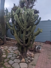 Myrtillocactus