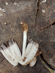 Coprinus comatus
