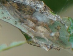 Clubionidae