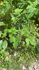 Ampelopsis glandulosa