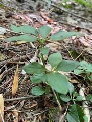 Polygaloides paucifolia