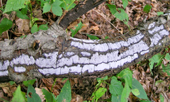 Biscogniauxia atropunctata