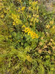 Tanacetum vulgare