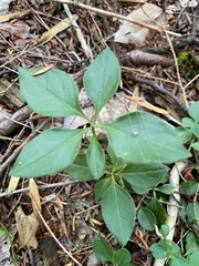 Polygaloides paucifolia