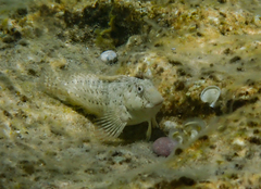 Parablennius sanguinolentus