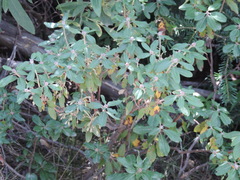 Rhododendron columbianum