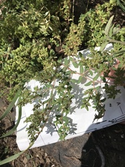 Euphorbia glyptosperma