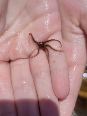 Ophiothrix spiculata