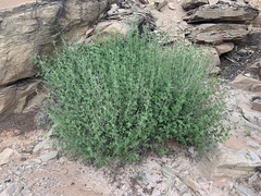 Brickellia californica