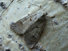 Ammoconia caecimacula