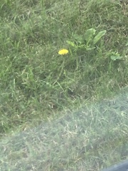 Taraxacum officinale