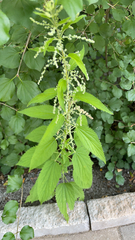 Urtica dioica