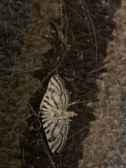 Conchylodes ovulalis