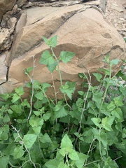 Brickellia californica