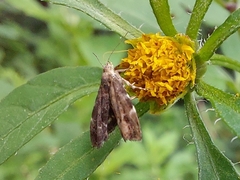 Anthophila fabriciana