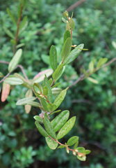 Chamaedaphne calyculata