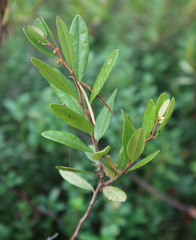 Chamaedaphne calyculata
