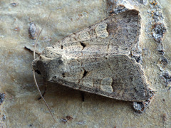 Ammoconia caecimacula