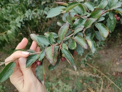 Cotoneaster lucidus