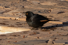 Onychognathus nabouroup