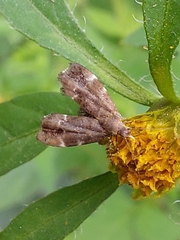 Anthophila fabriciana