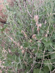 Brickellia californica