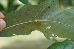 Andricus nigricens