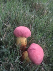Hortiboletus rubellus