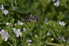 Lasioglossum costulatum