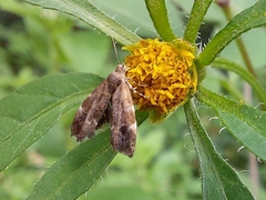 Anthophila fabriciana