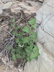 Brickellia californica