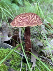 Aureoboletus russellii