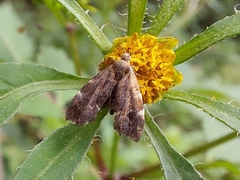 Anthophila fabriciana