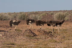 Struthio camelus australis