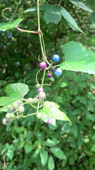 Ampelopsis glandulosa