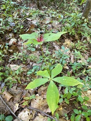 Medeola virginiana